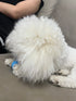 Smart Interactive Rolling Ball for Cats – Electronic Indoor Toy